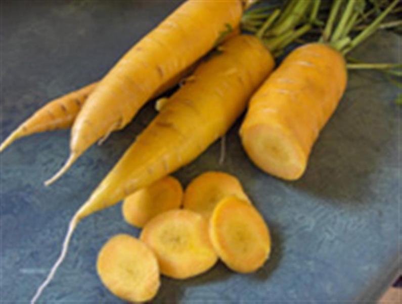 FRENCH Heirloom carrot JAUNE DU DOUBES 1gm seeds